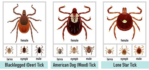 Everything You May Need To Know About Tick Bites