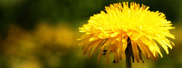 Edible Plants: Dandelion … It’s Dandy