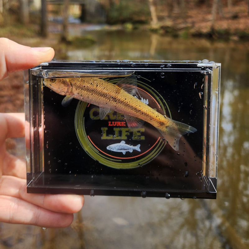 The Crick Chamber Fish Photo Box
