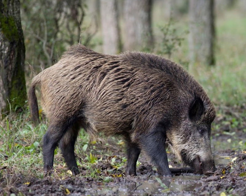 Pathfinder Florida Hog Hunting Camp
