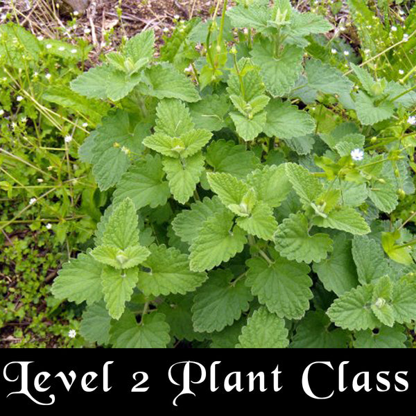 Level 2 Plants Class