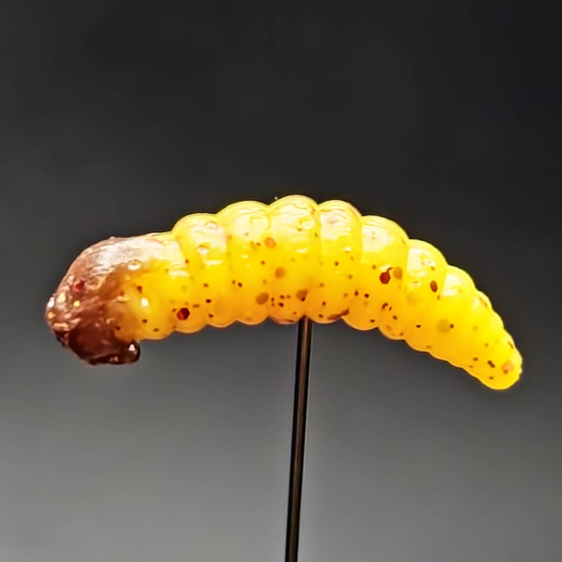 1" Waxworm "The Tater Bug" 8 Per Pack

