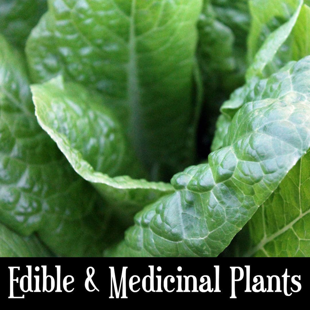 Edible & Medicinal Plants Class (1791965331505)